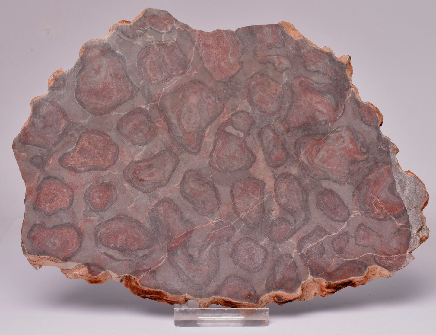 Stromatolite Inzeria Intia Fossil Polished Slice, N.T Australia S420