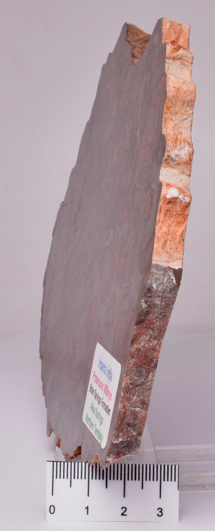 Stromatolite Inzeria Intia Fossil Polished Slice, N.T Australia S420