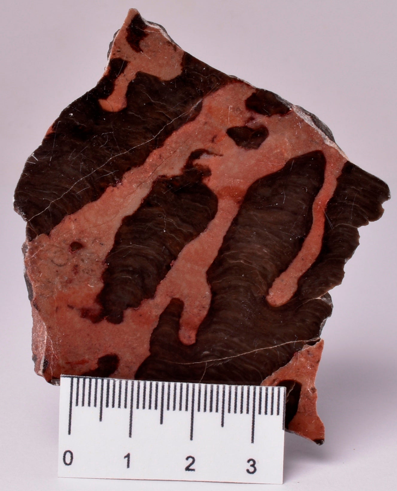 STROMATOLITE, Inzeria intia, PROTEROZOIC, FOSSIL S579