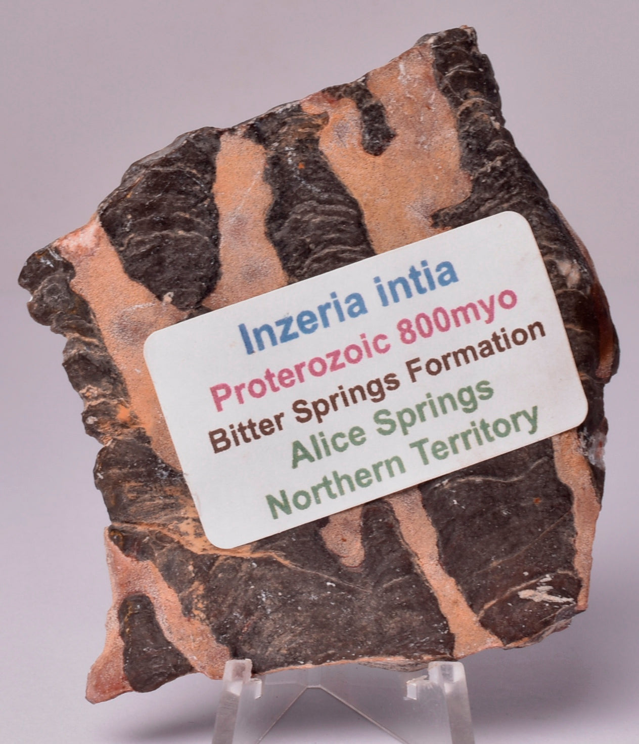 STROMATOLITE, Inzeria intia, PROTEROZOIC, FOSSIL S579
