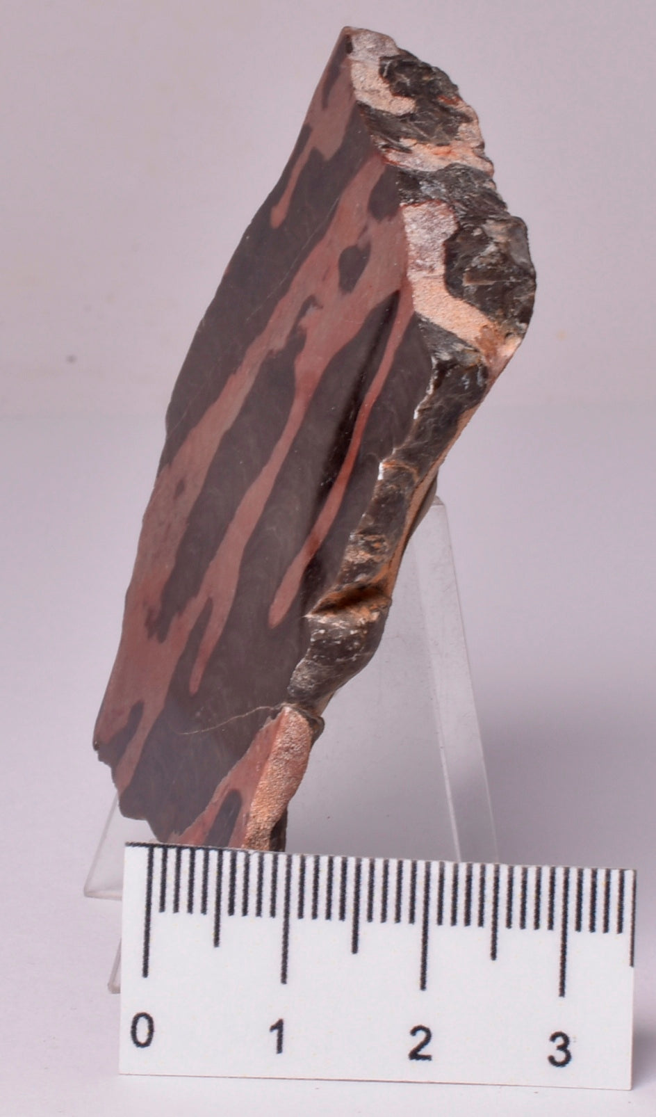STROMATOLITE, Inzeria intia, PROTEROZOIC, FOSSIL S579