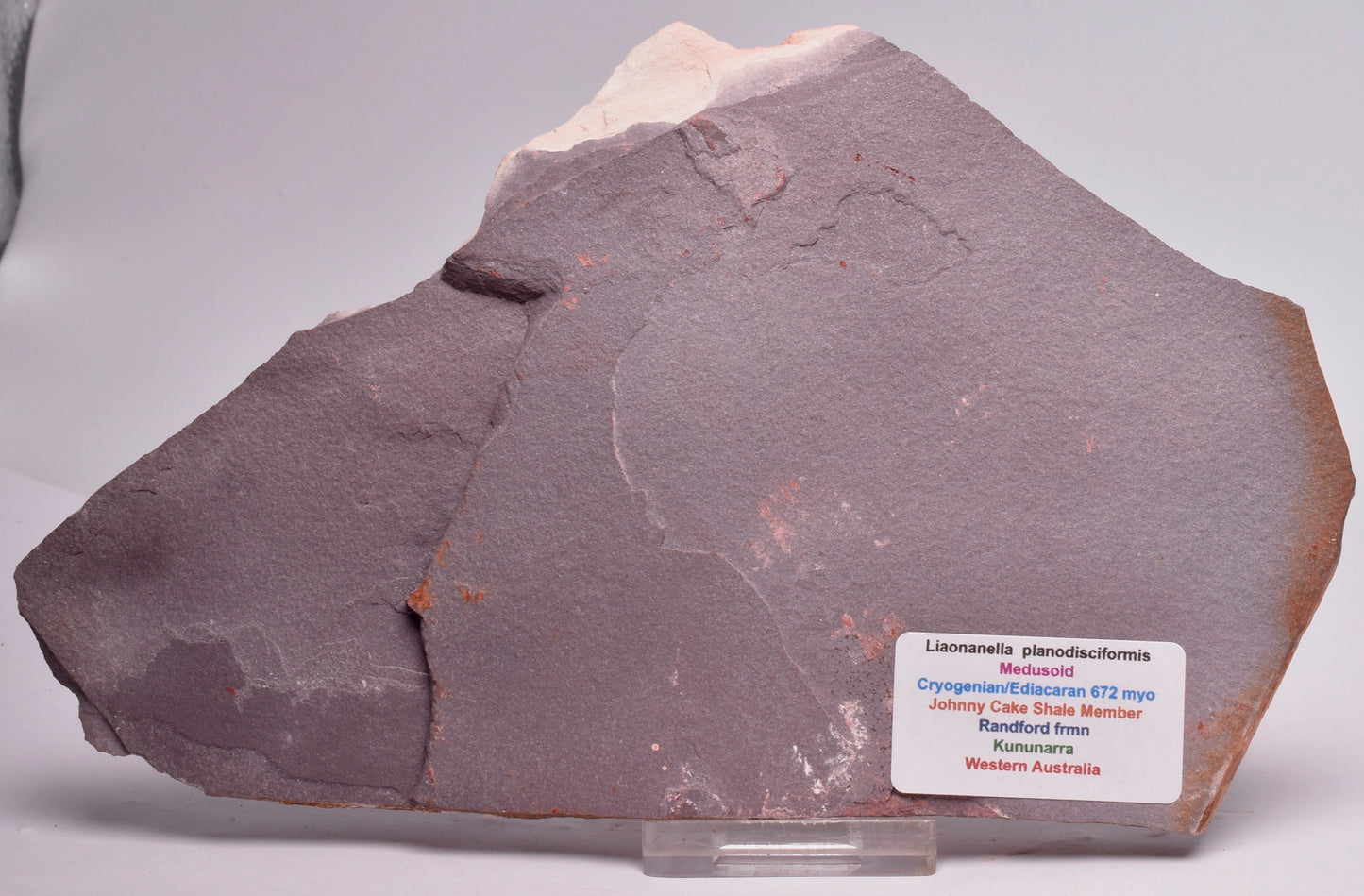 FOSSIL PORPITA LIAONANELLA, MEDUSA, PRE CAMBRIAN, AUSTRALIA F374