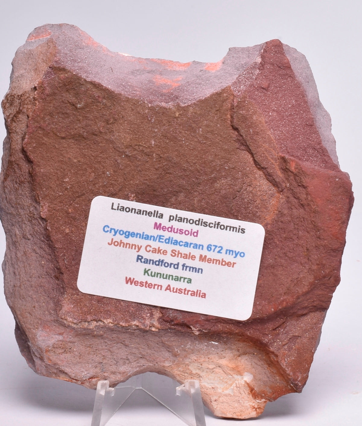FOSSIL PORPITA LIAONANELLA, MEDUSA, PRE CAMBRIAN, AUSTRALIA F376