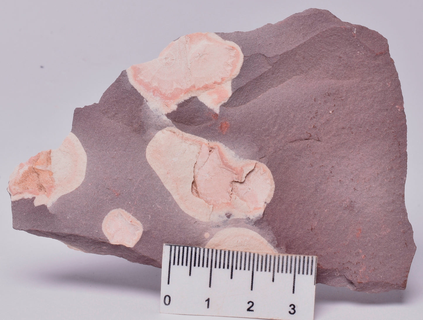 FOSSIL PORPITA LIAONANELLA, MEDUSA, PRE CAMBRIAN, AUSTRALIA F06