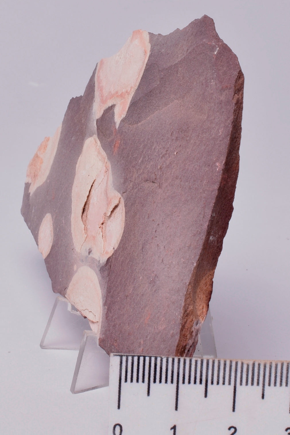 FOSSIL PORPITA LIAONANELLA, MEDUSA, PRE CAMBRIAN, AUSTRALIA F06