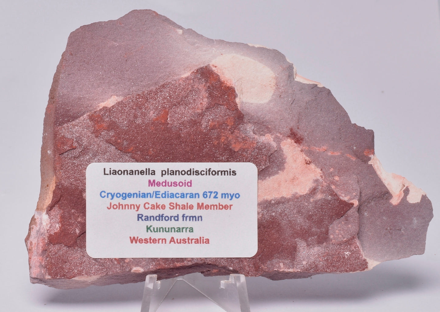 FOSSIL PORPITA LIAONANELLA, MEDUSA, PRE CAMBRIAN, AUSTRALIA F06