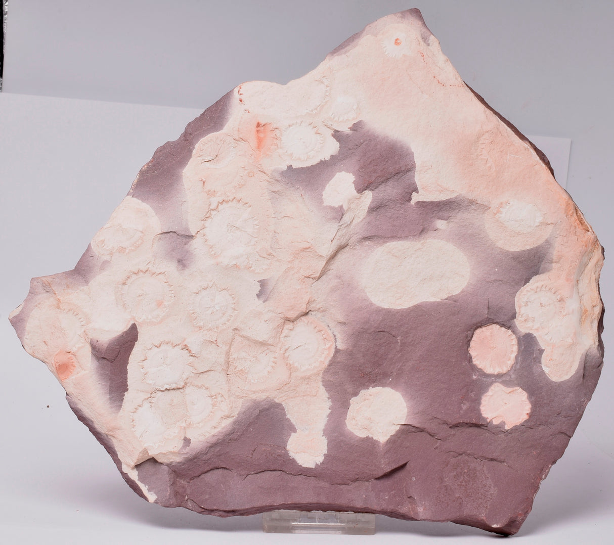 FOSSIL PORPITA LIAONANELLA, MEDUSA, PRE CAMBRIAN, AUSTRALIA S12
