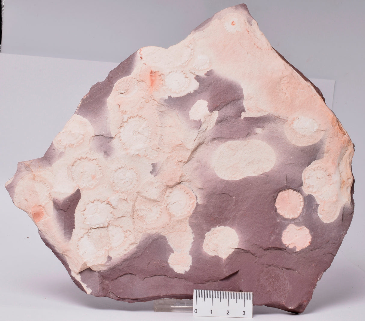 FOSSIL PORPITA LIAONANELLA, MEDUSA, PRE CAMBRIAN, AUSTRALIA S12