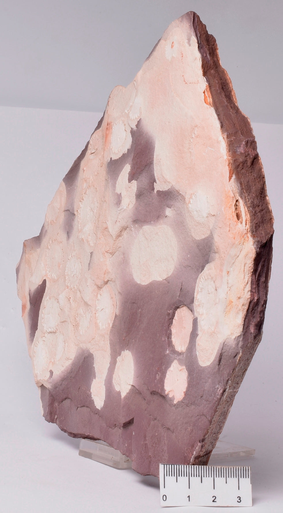 FOSSIL PORPITA LIAONANELLA, MEDUSA, PRE CAMBRIAN, AUSTRALIA S12