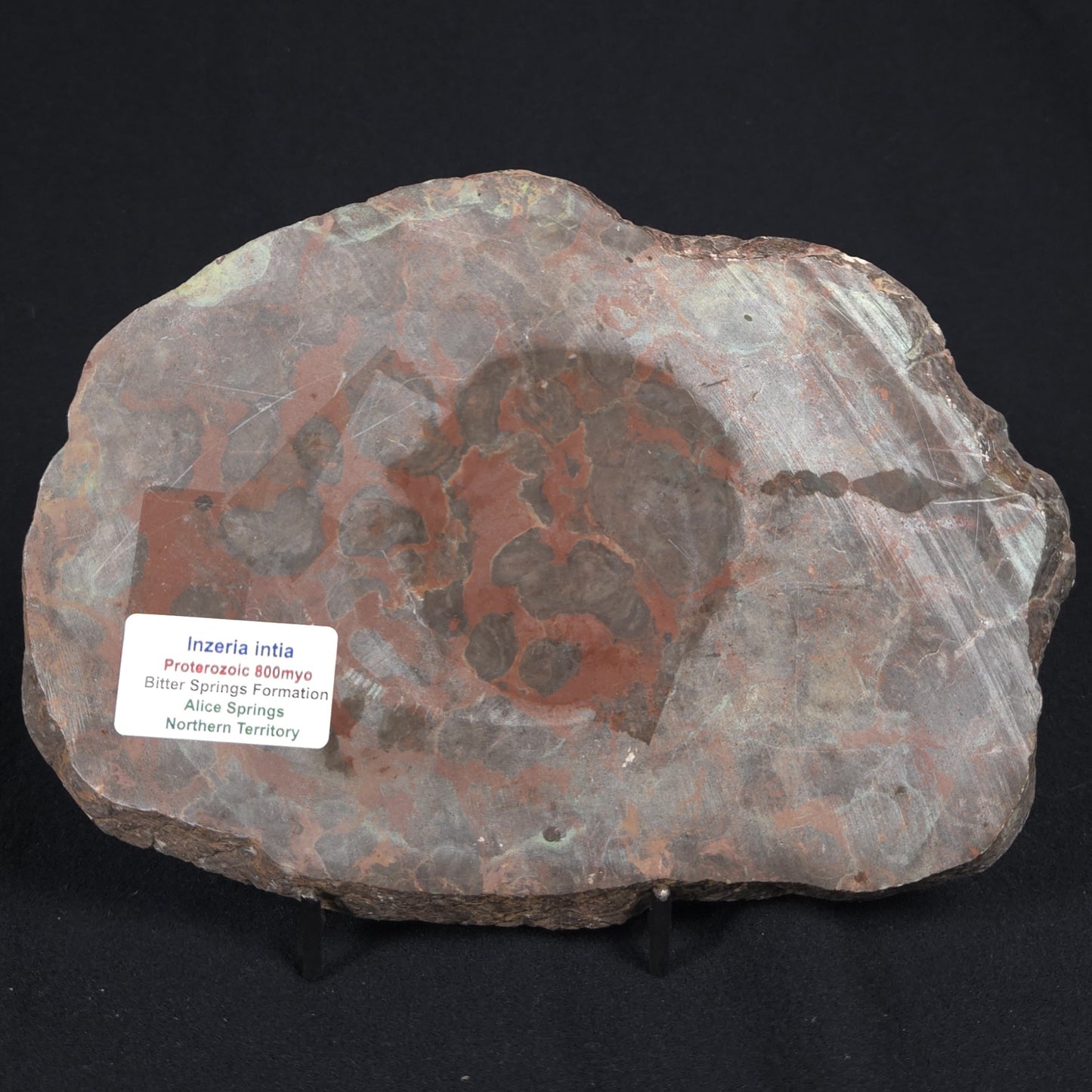 INZERIA INTIA STROMATOLITE, Proterozoic, Australia 8VA017
