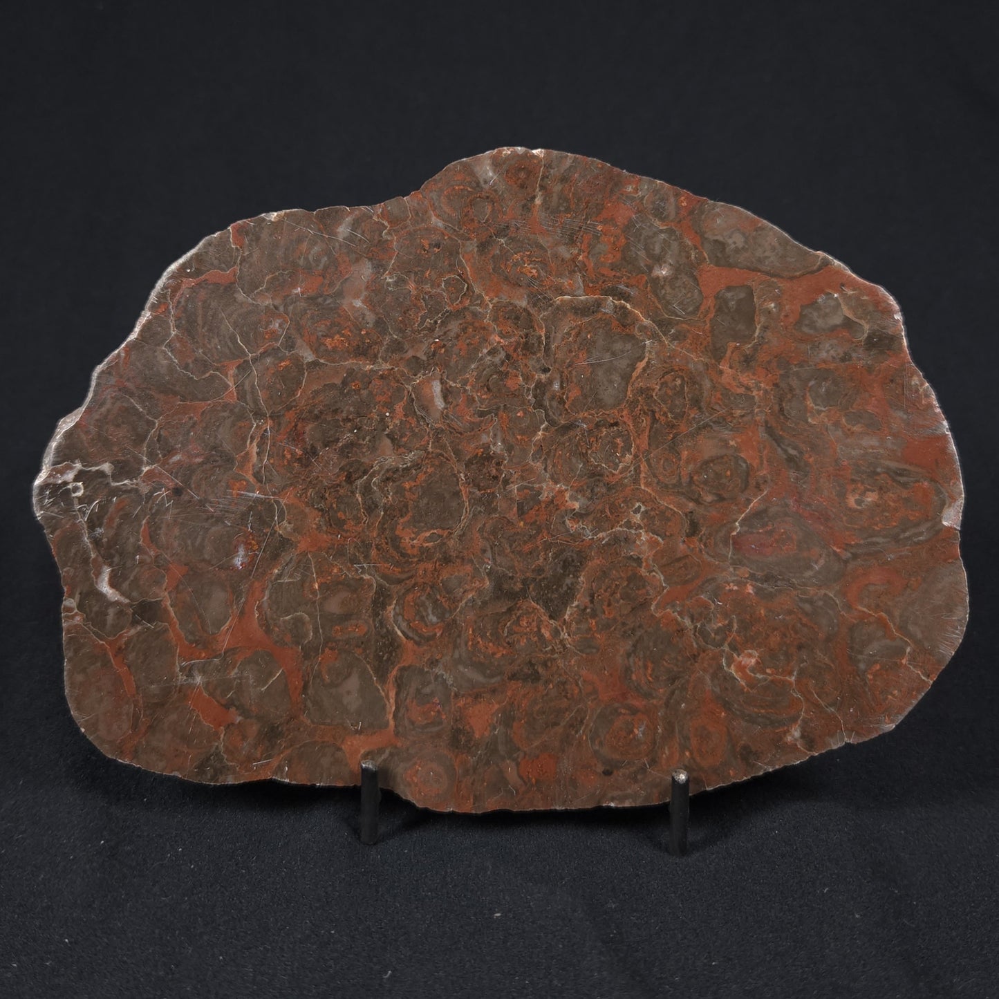 INZERIA INTIA STROMATOLITE, Proterozoic, Australia 8VA017
