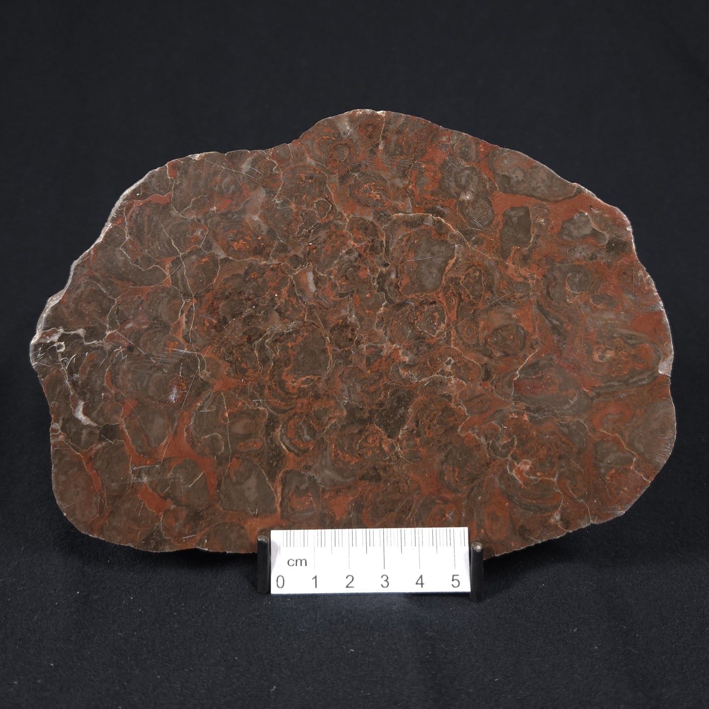 INZERIA INTIA STROMATOLITE, Proterozoic, Australia 8VA017