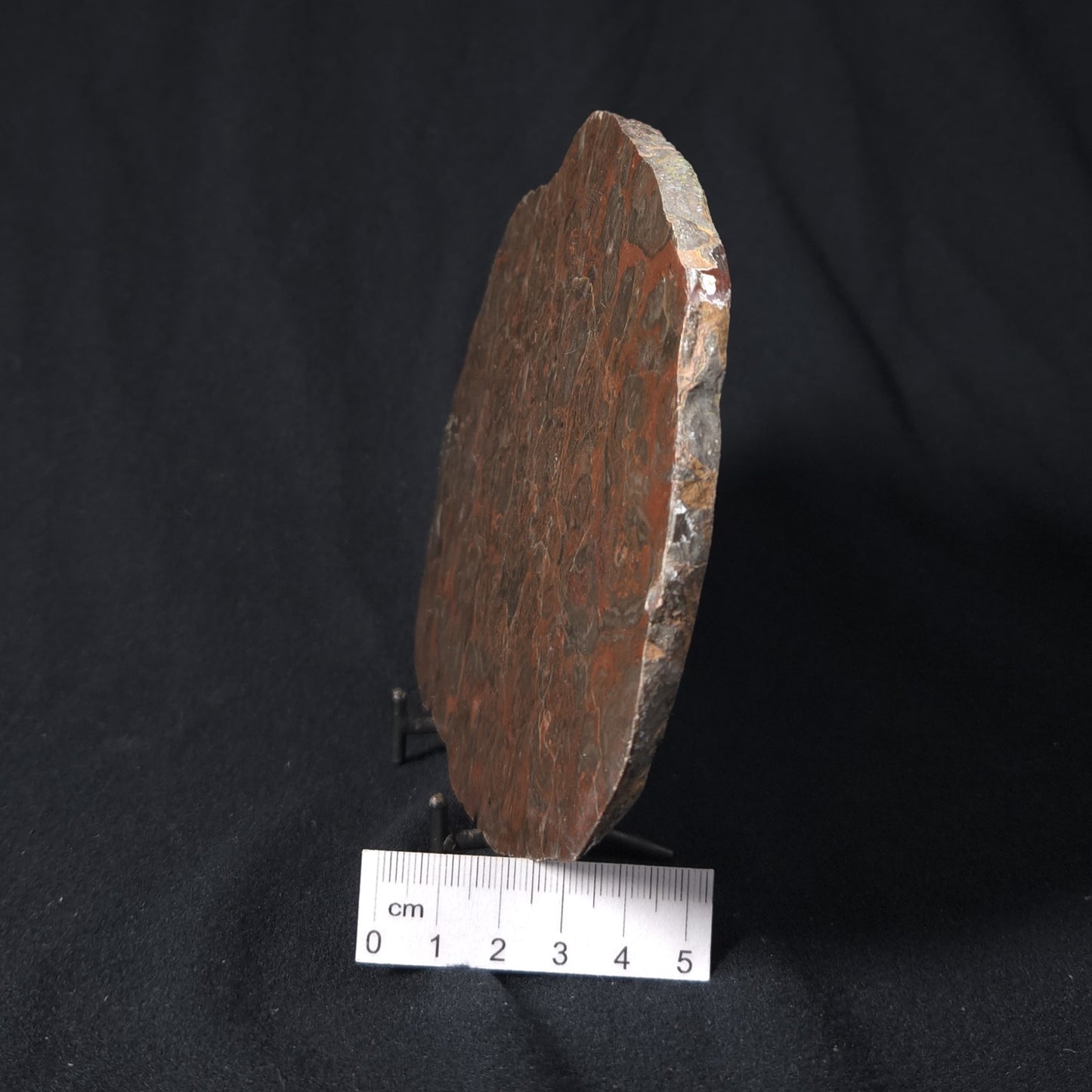 INZERIA INTIA STROMATOLITE, Proterozoic, Australia 8VA017
