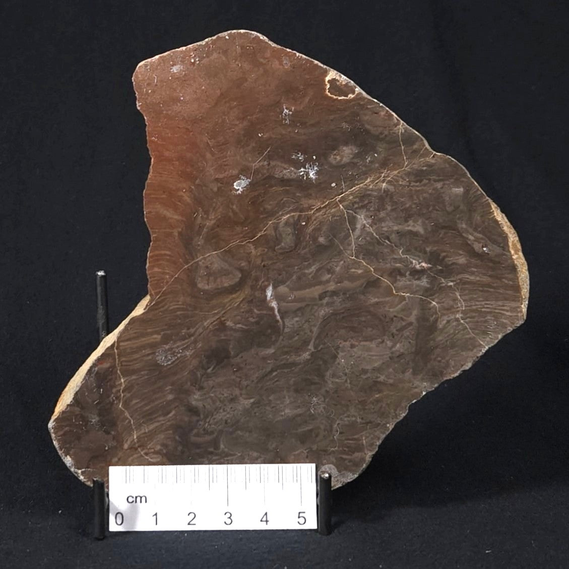 INZERIA INTIA STROMATOLITE, Proterozoic, Australia 8VA020