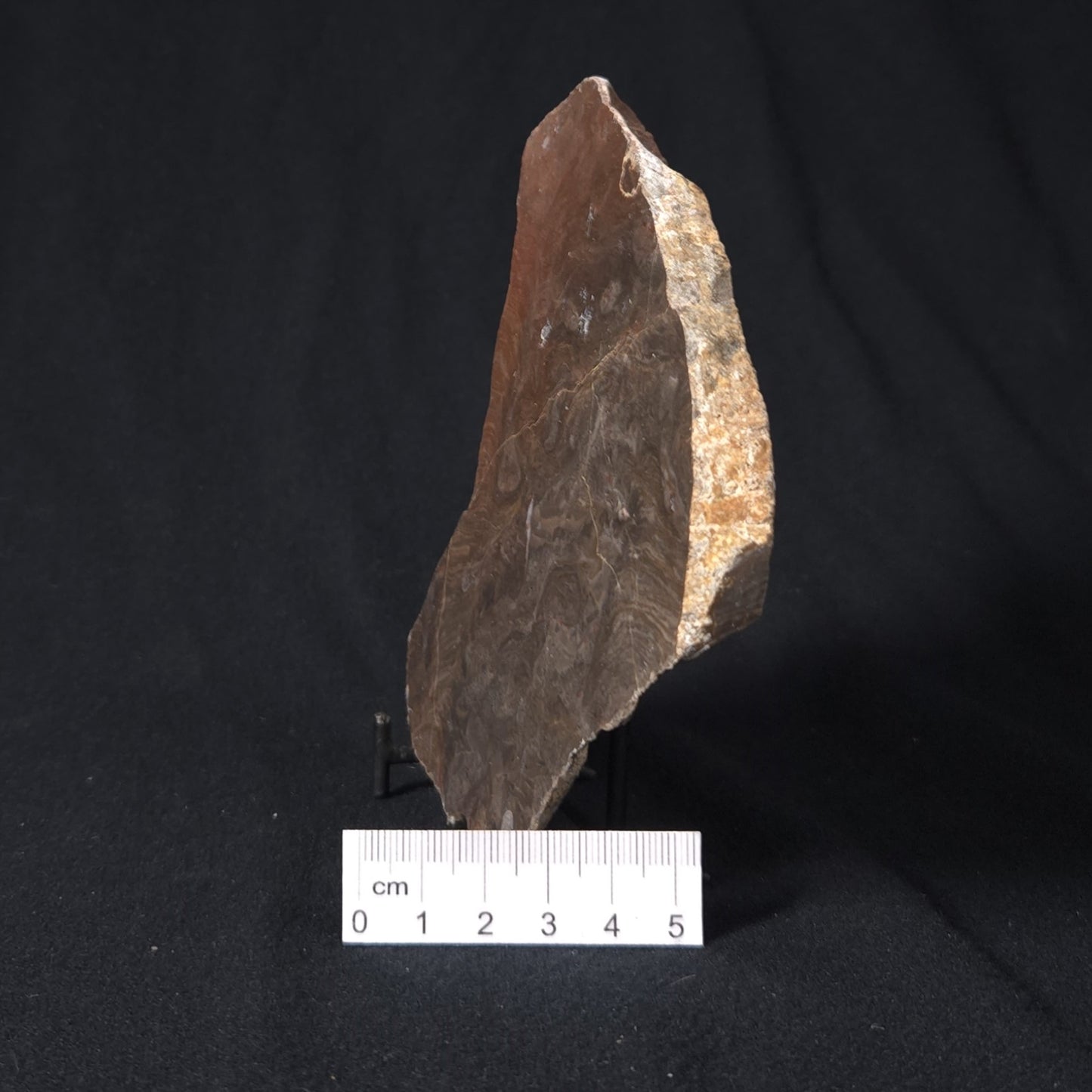 INZERIA INTIA STROMATOLITE, Proterozoic, Australia 8VA020