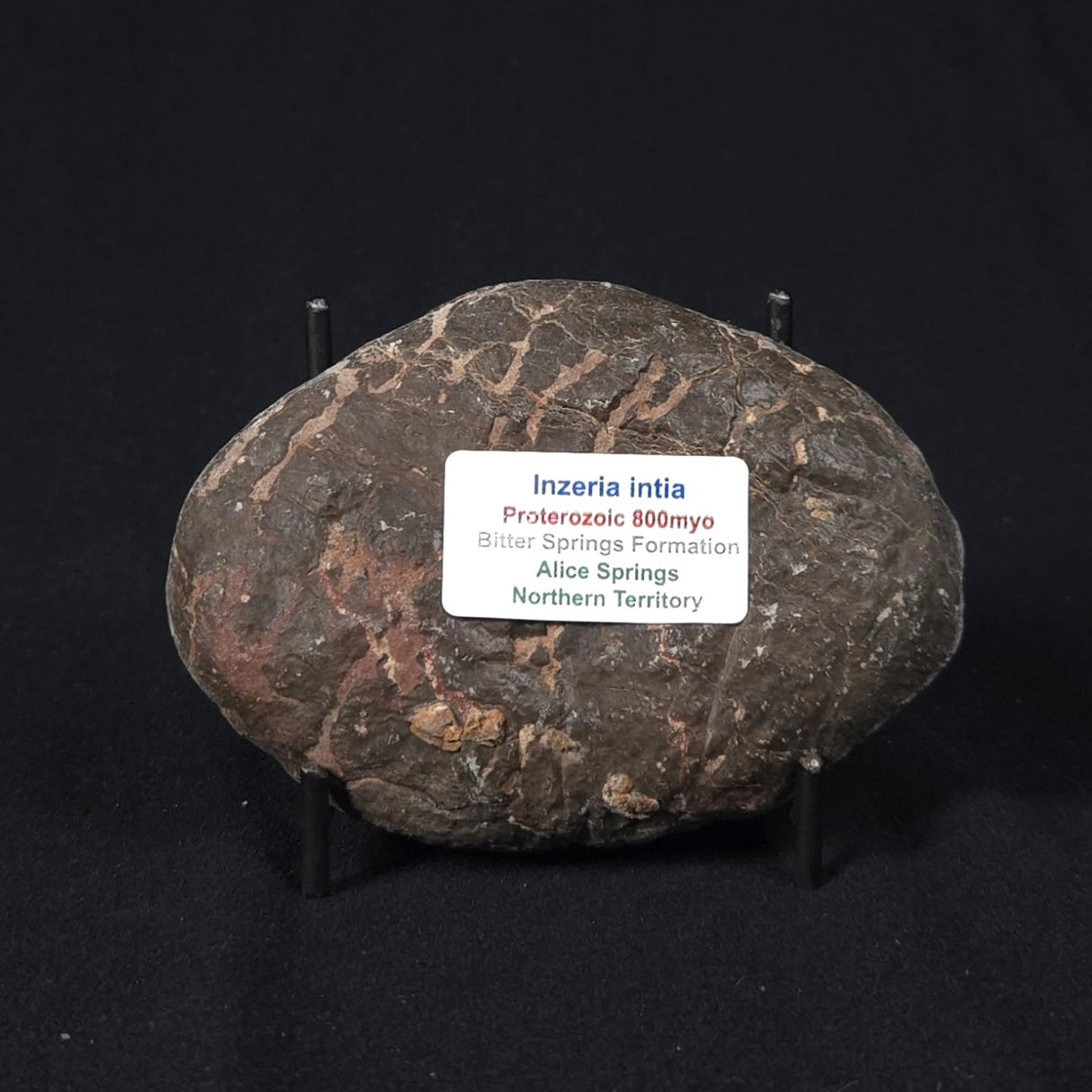 INZERIA INTIA STROMATOLITE, Proterozoic, Australia 8VA021