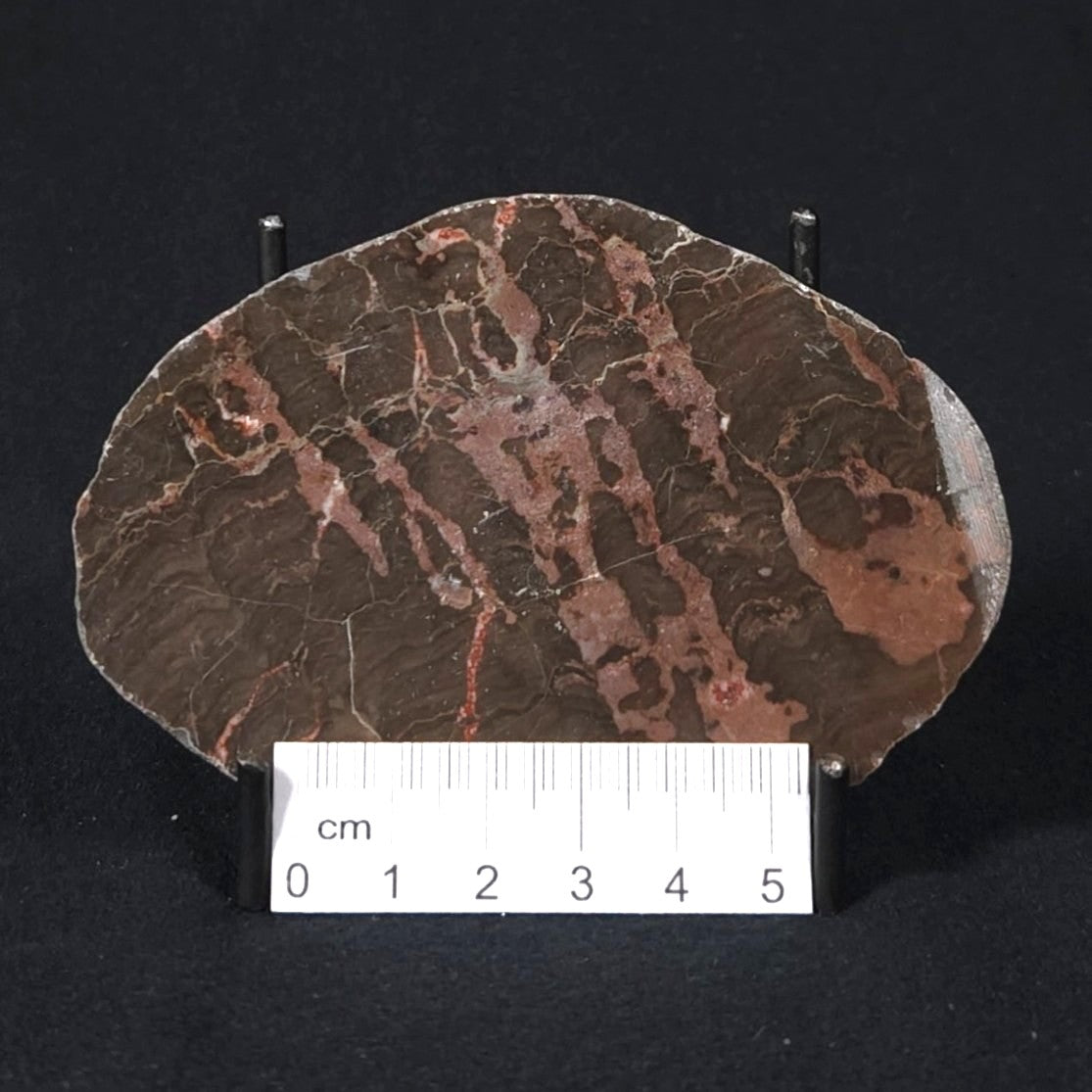 INZERIA INTIA STROMATOLITE, Proterozoic, Australia 8VA021