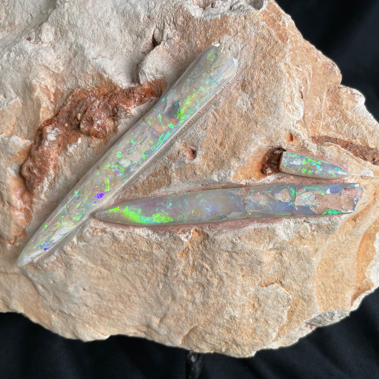 OPAL BELEMNITE FOSSILS IN MATRIX, Lower Cretaceous, Australia GOB005