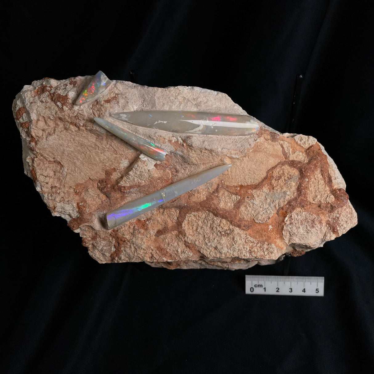 OPAL BELEMNITE FOSSILS IN MATRIX, Lower Cretaceous, Australia GOB006