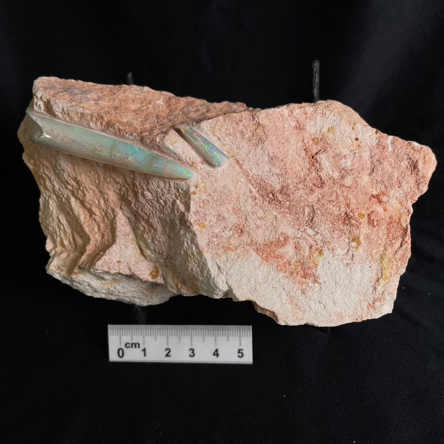 OPAL BELEMNITE FOSSILS IN MATRIX, Lower Cretaceous, Australia GOB009