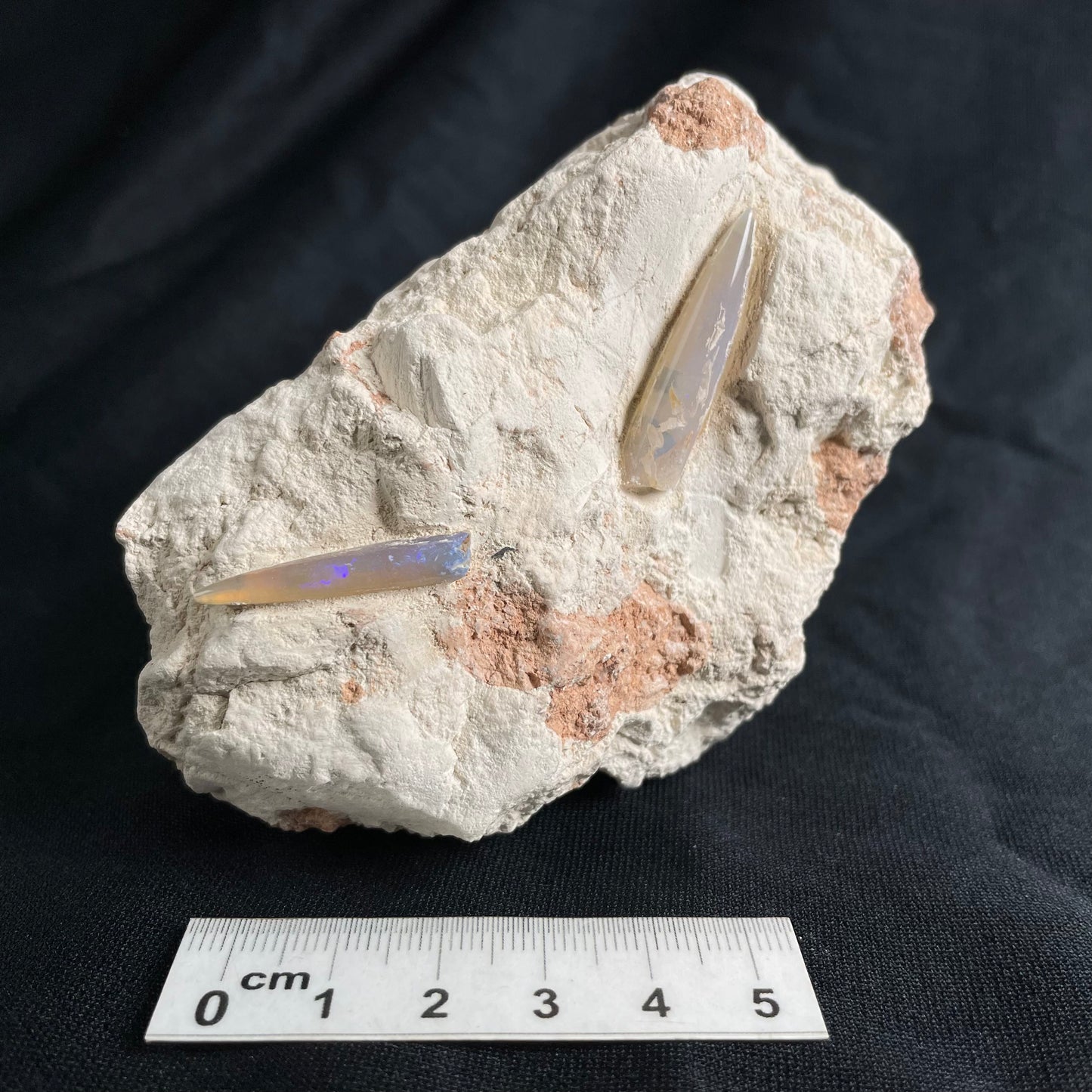 OPAL BELEMNITE FOSSILS IN MATRIX, Lower Cretaceous, Australia GOB014