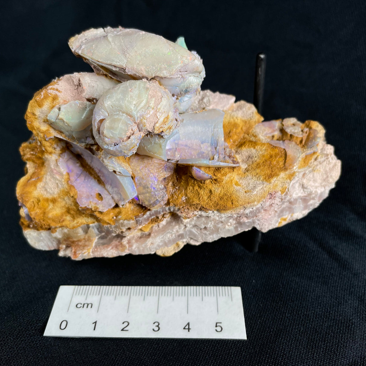 OPAL FOSSILS IN MATRIX, Lower Cretaceous, Australia GOB017