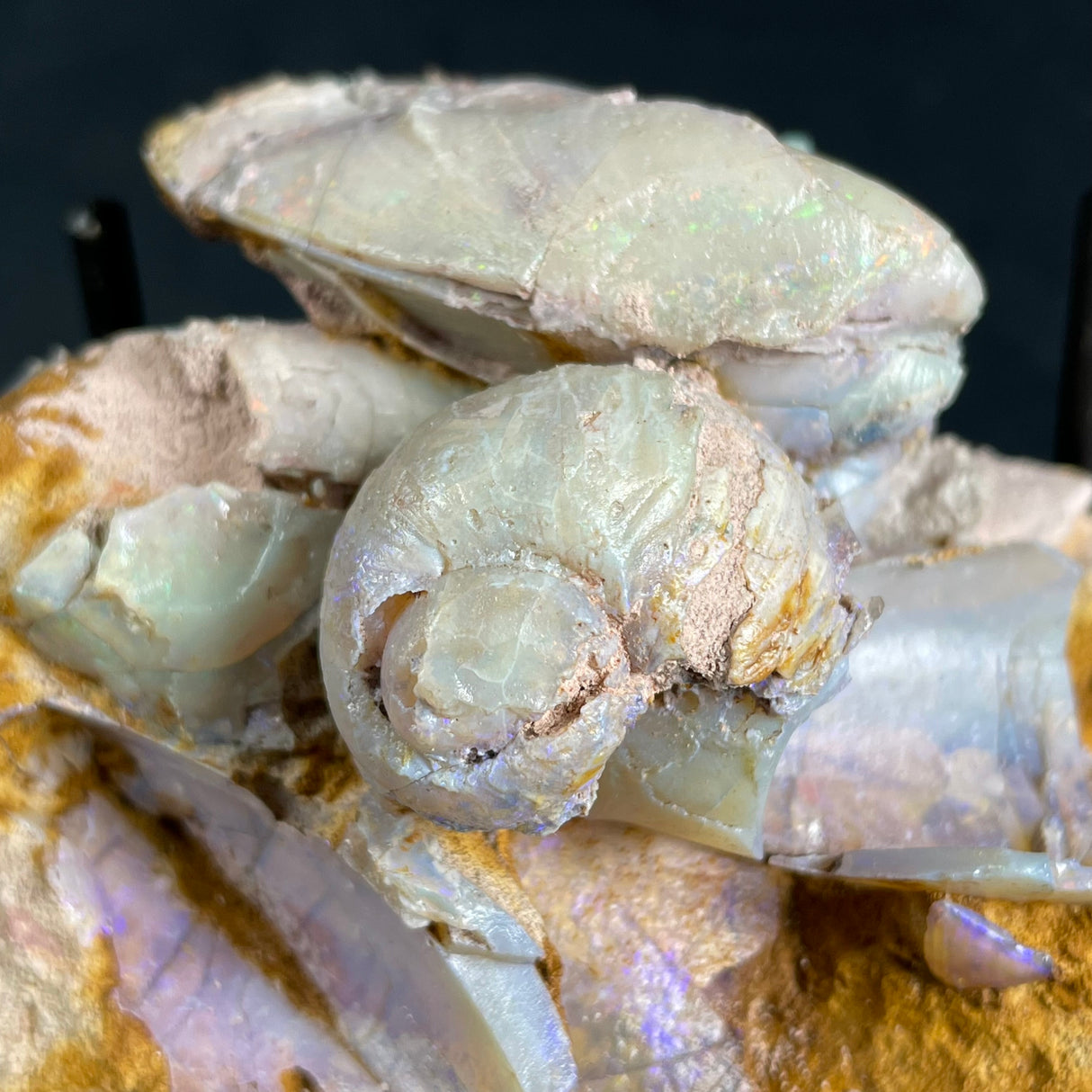 OPAL FOSSILS IN MATRIX, Lower Cretaceous, Australia GOB017