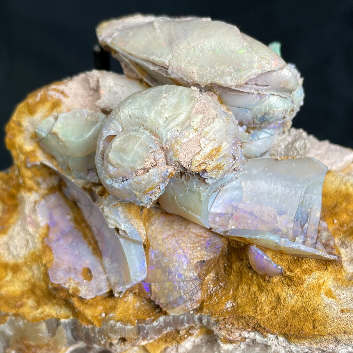 OPAL FOSSILS IN MATRIX, Lower Cretaceous, Australia GOB017