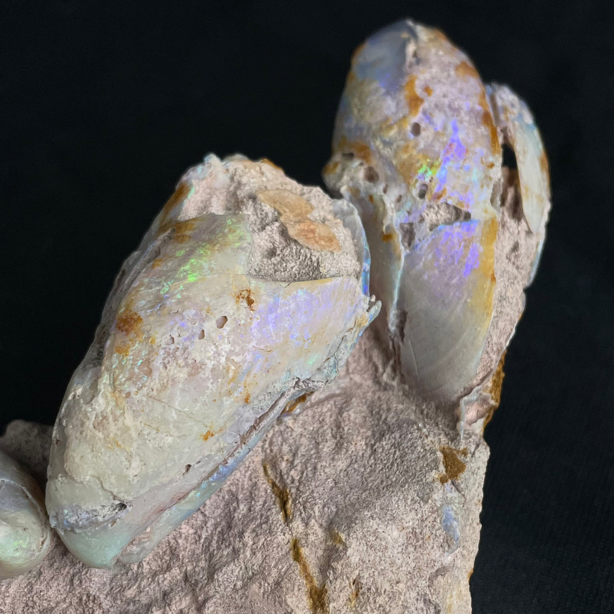 OPAL FOSSILS IN MATRIX, Lower Cretaceous, Australia GOB018