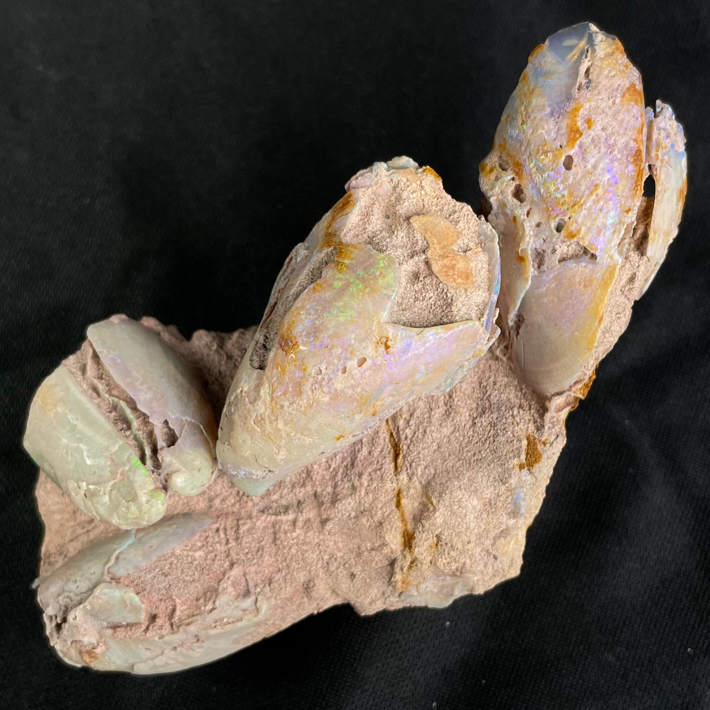 OPAL FOSSILS IN MATRIX, Lower Cretaceous, Australia GOB018