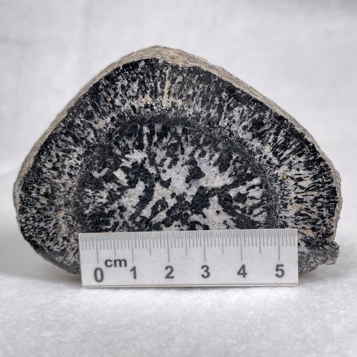 Orbicular Granite Nodule from Australia Polished YOG001