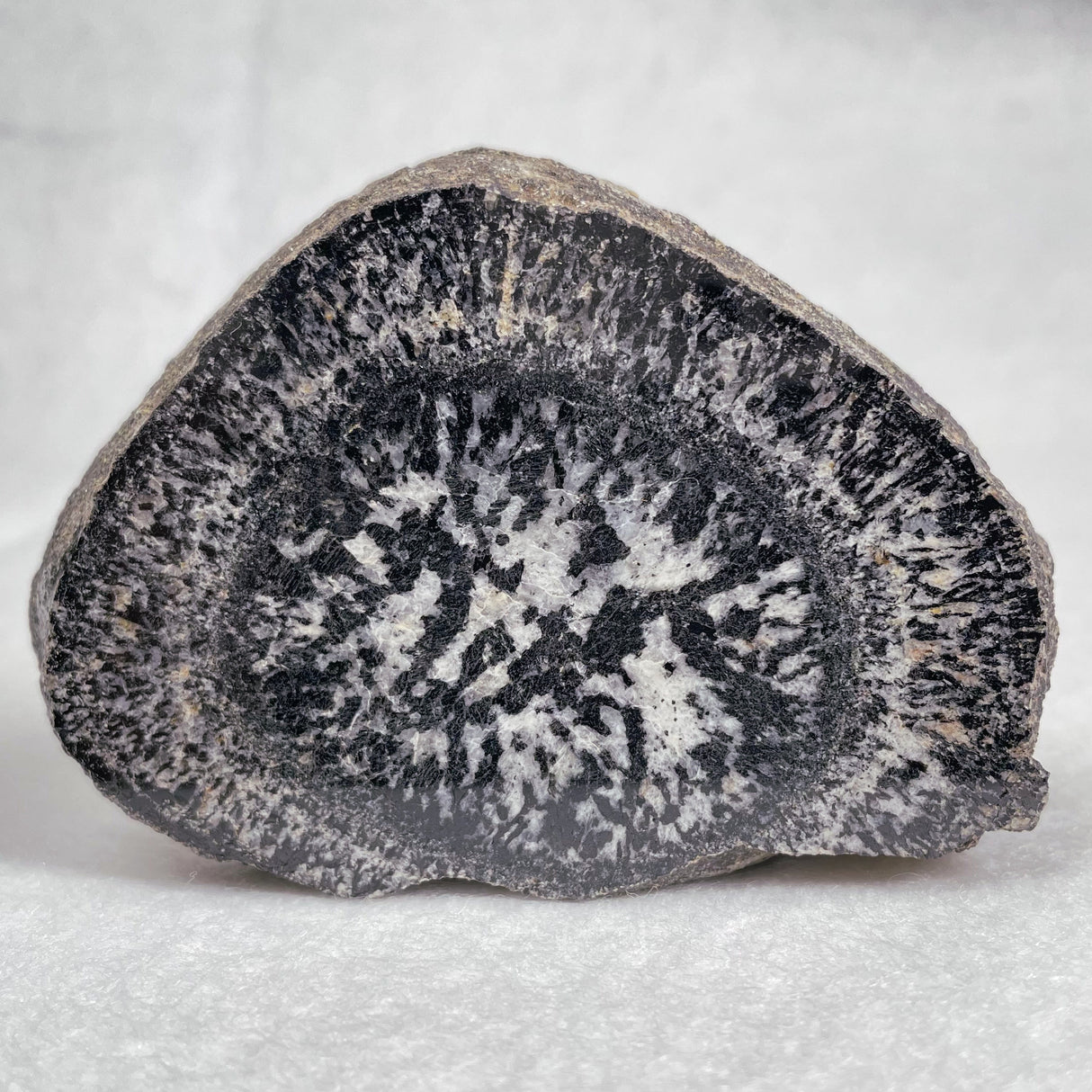 Orbicular Granite Nodule from Australia Polished YOG001
