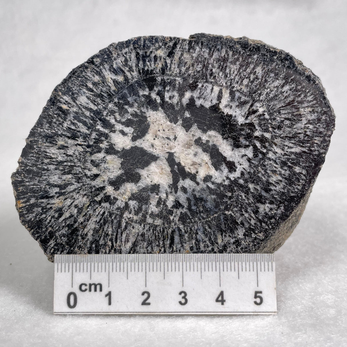 Orbicular Granite Nodule from Australia Polished YOG003