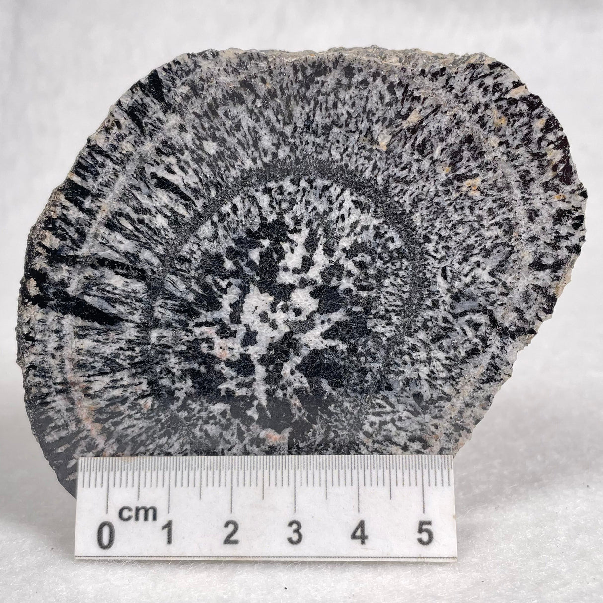 Orbicular Granite Nodule from Australia Polished YOG004
