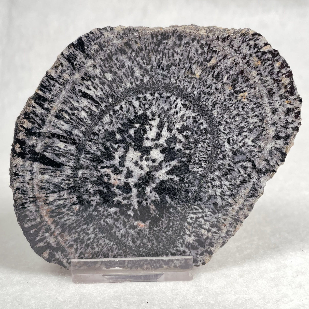 Orbicular Granite Nodule from Australia Polished YOG004