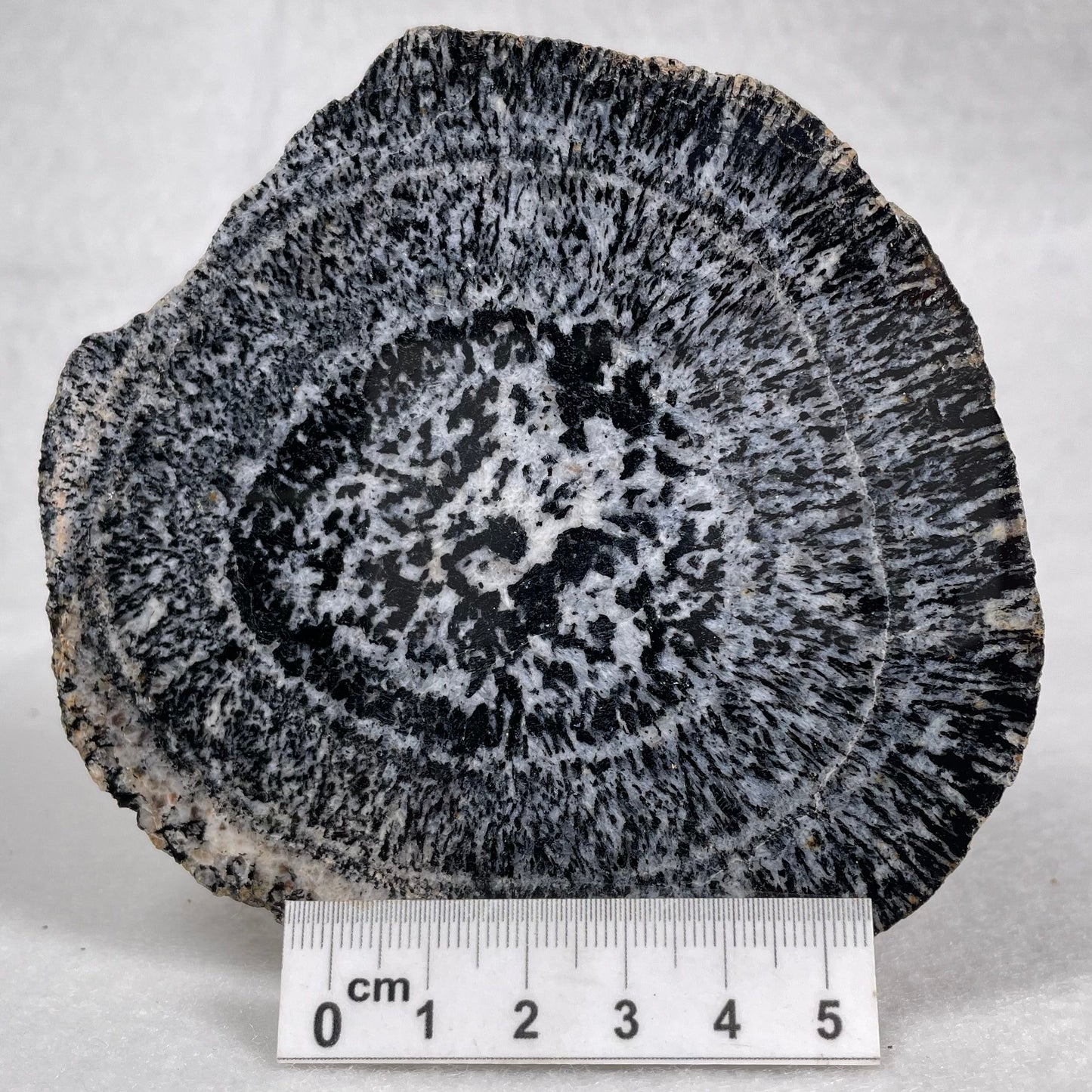 ORBICULAR GRANITE NODULE, Australia YOG006