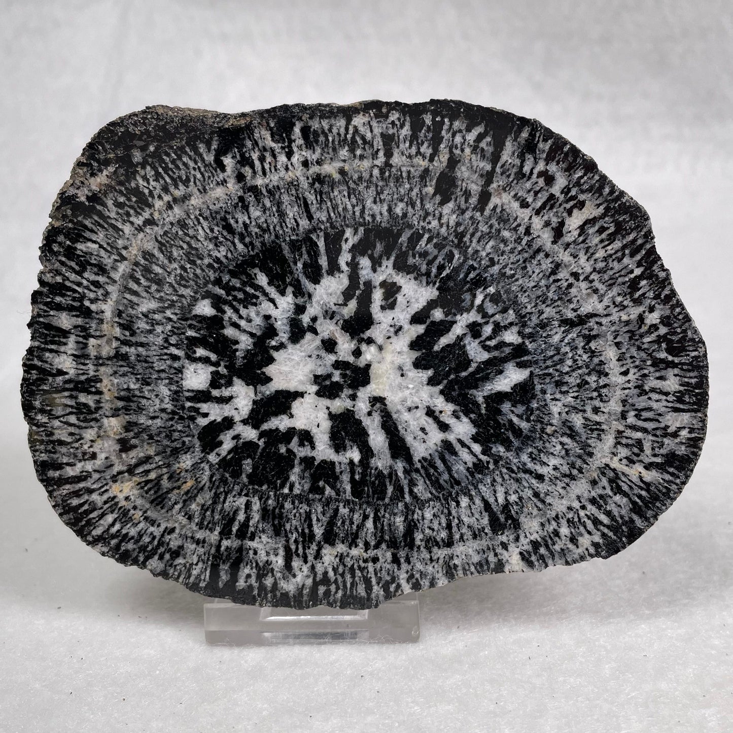 Orbicular Granite Nodule from Australia Polished YOG008