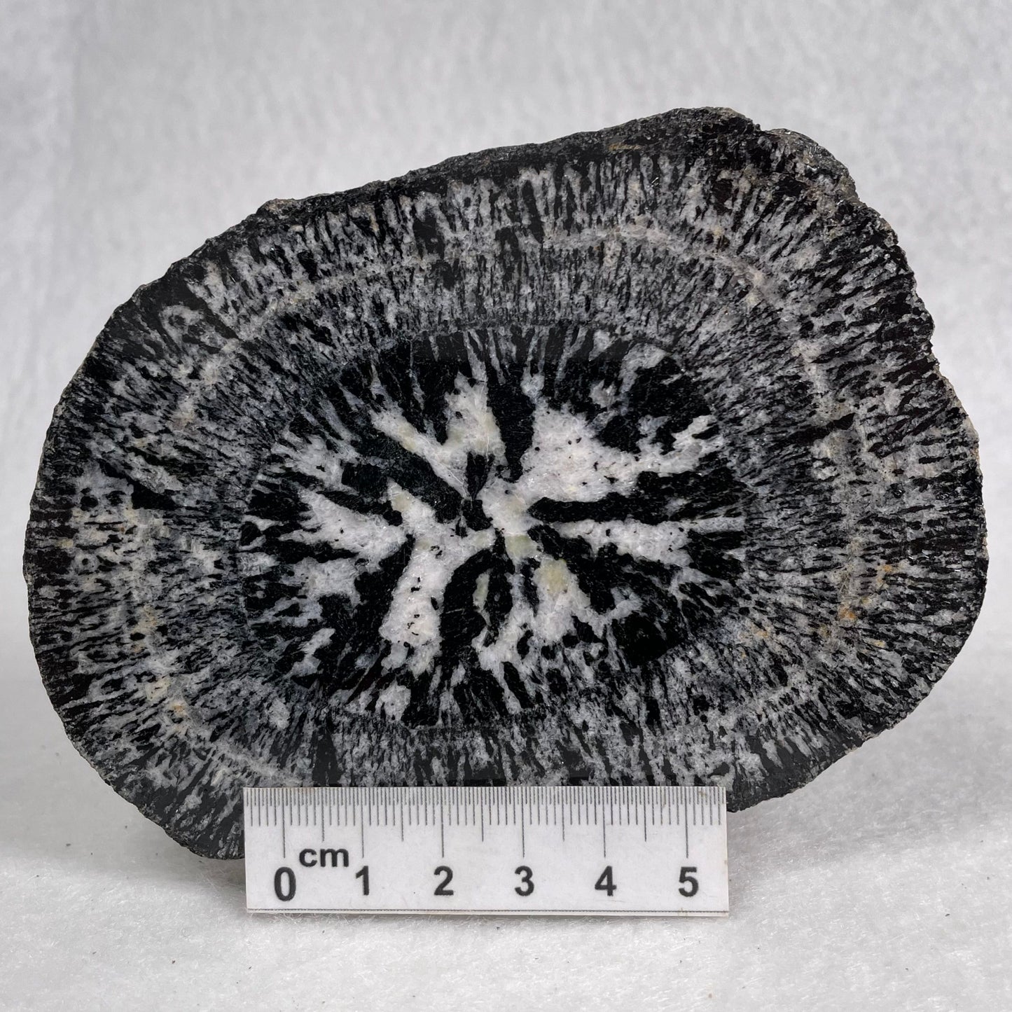 Orbicular Granite Nodule from Australia Polished YOG010