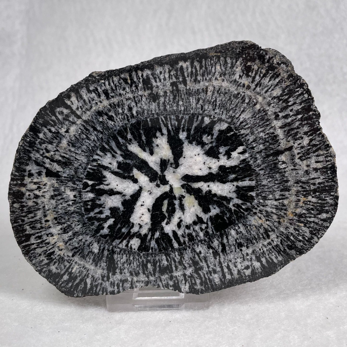 Orbicular Granite Nodule from Australia Polished YOG010