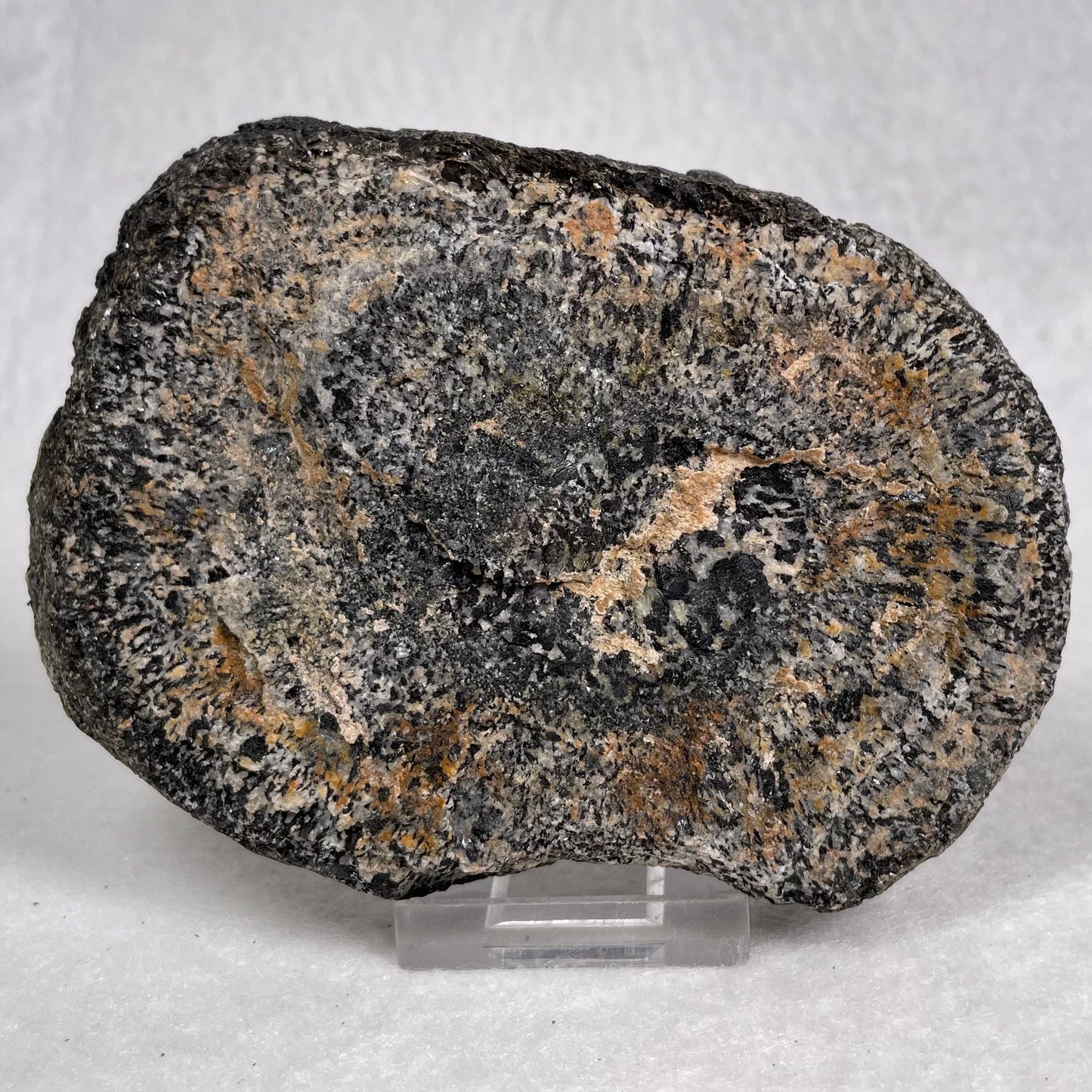 Orbicular Granite Nodule from Australia Polished YOG010