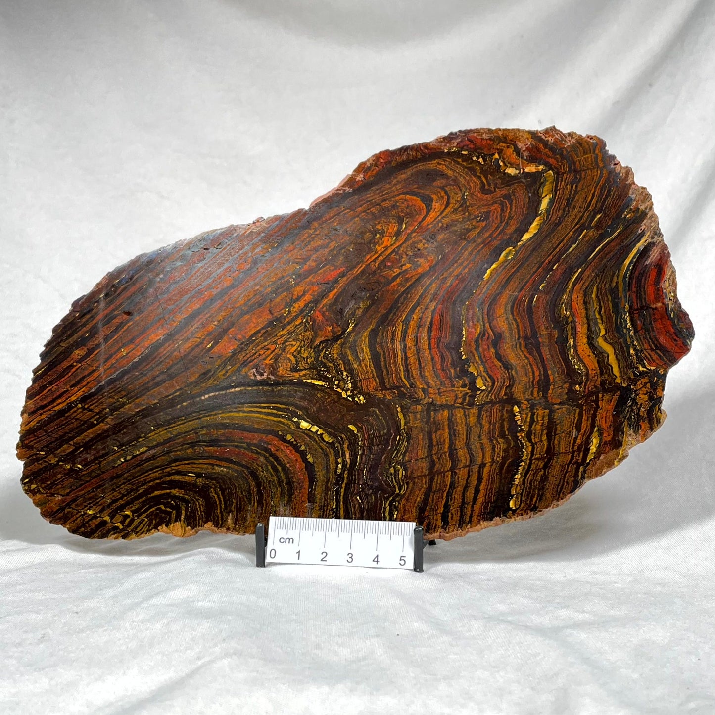 BANDED TIGER IRON MICROBIALITE, Archean, Australia ZBI003
