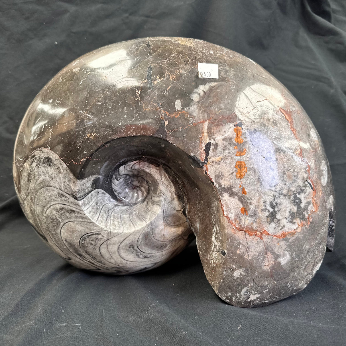 GONIATITE SP., Devonian, Morocco CWG005