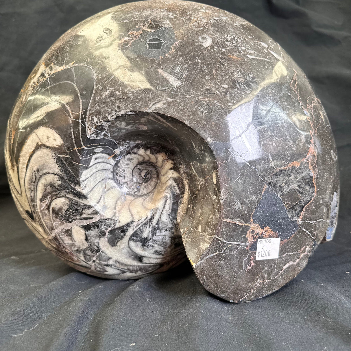 GONIATITE SP., Devonian, Morocco CWG007