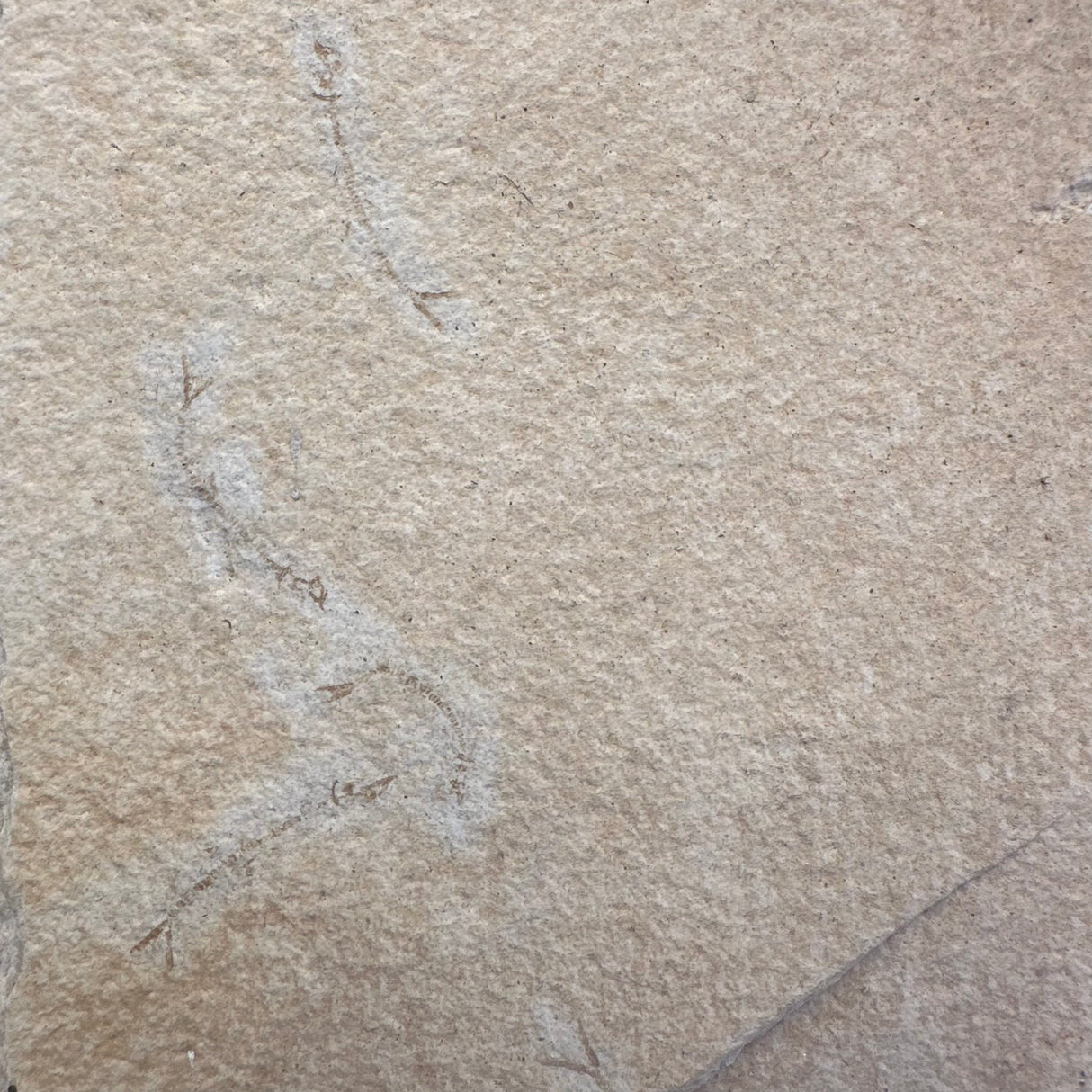 FISH FOSSIL COCKERELLITES LIOPS, Eocene, USA CWG009