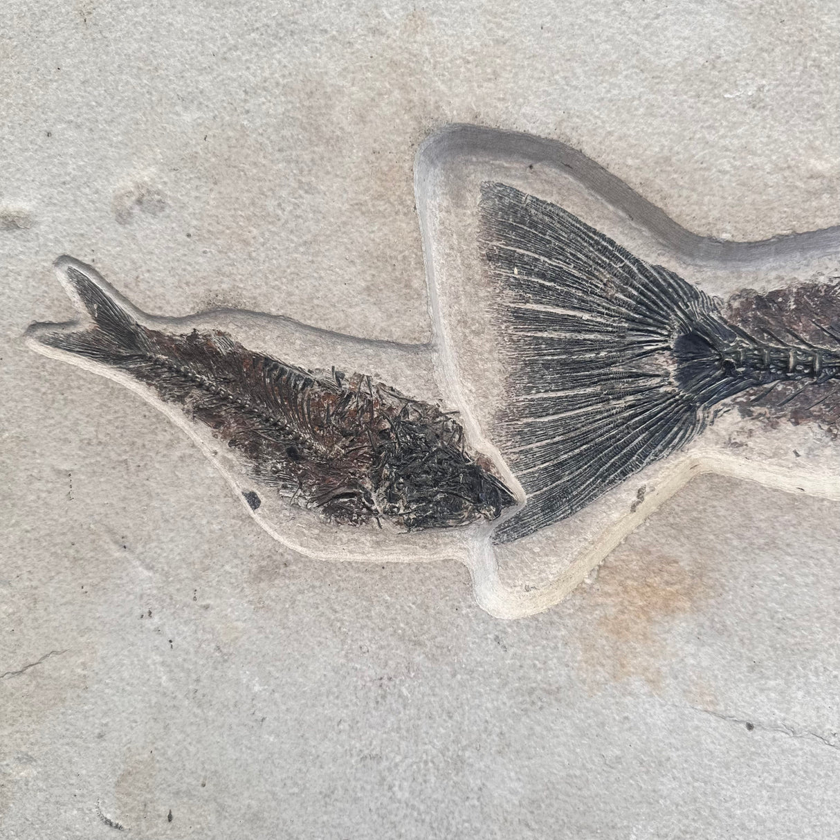 FISH FOSSIL MIOPLOSUS SP. & KNIGHTIA ALTA, Eocene, USA CWG012