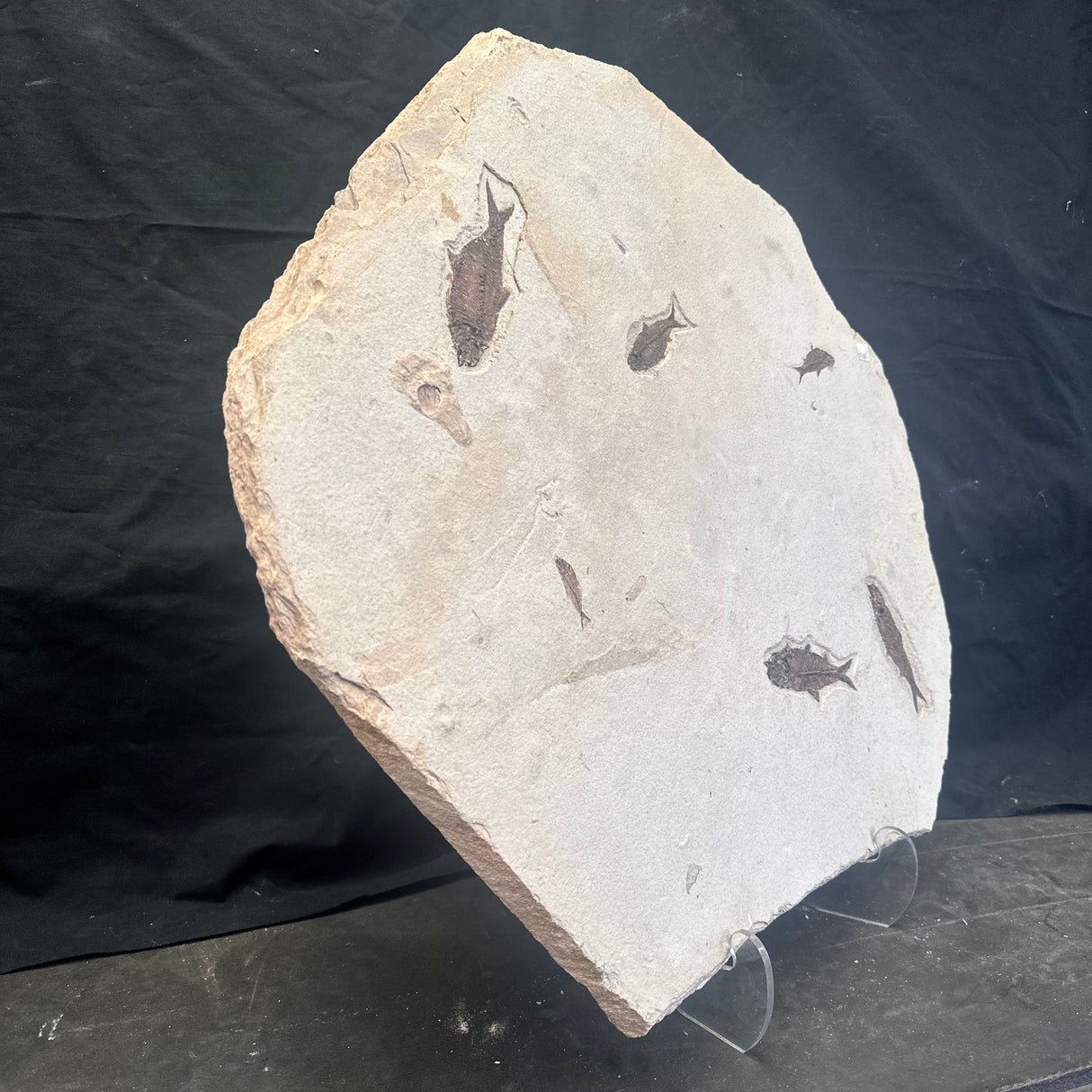 FISH FOSSIL KNIGHTIA SP., Eocene, USA CWG014
