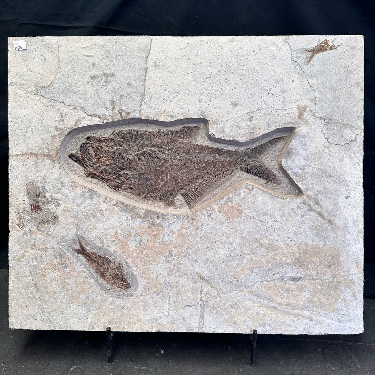 FISH FOSSIL DIPLOMYSTUS DENTATUS & KNIGHTIA ALTA, Eocene, USA CWG018