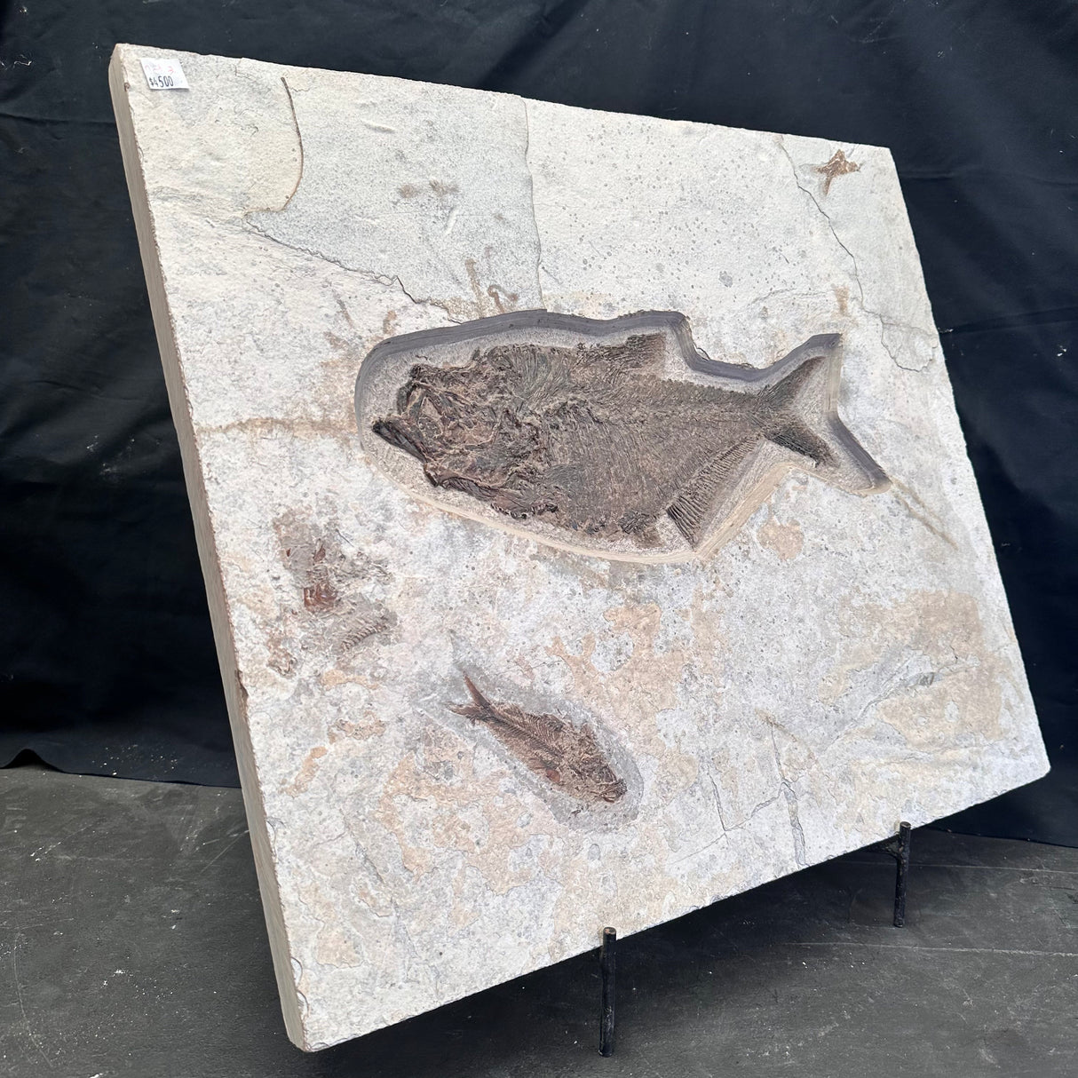 FISH FOSSIL DIPLOMYSTUS DENTATUS & KNIGHTIA ALTA, Eocene, USA CWG018