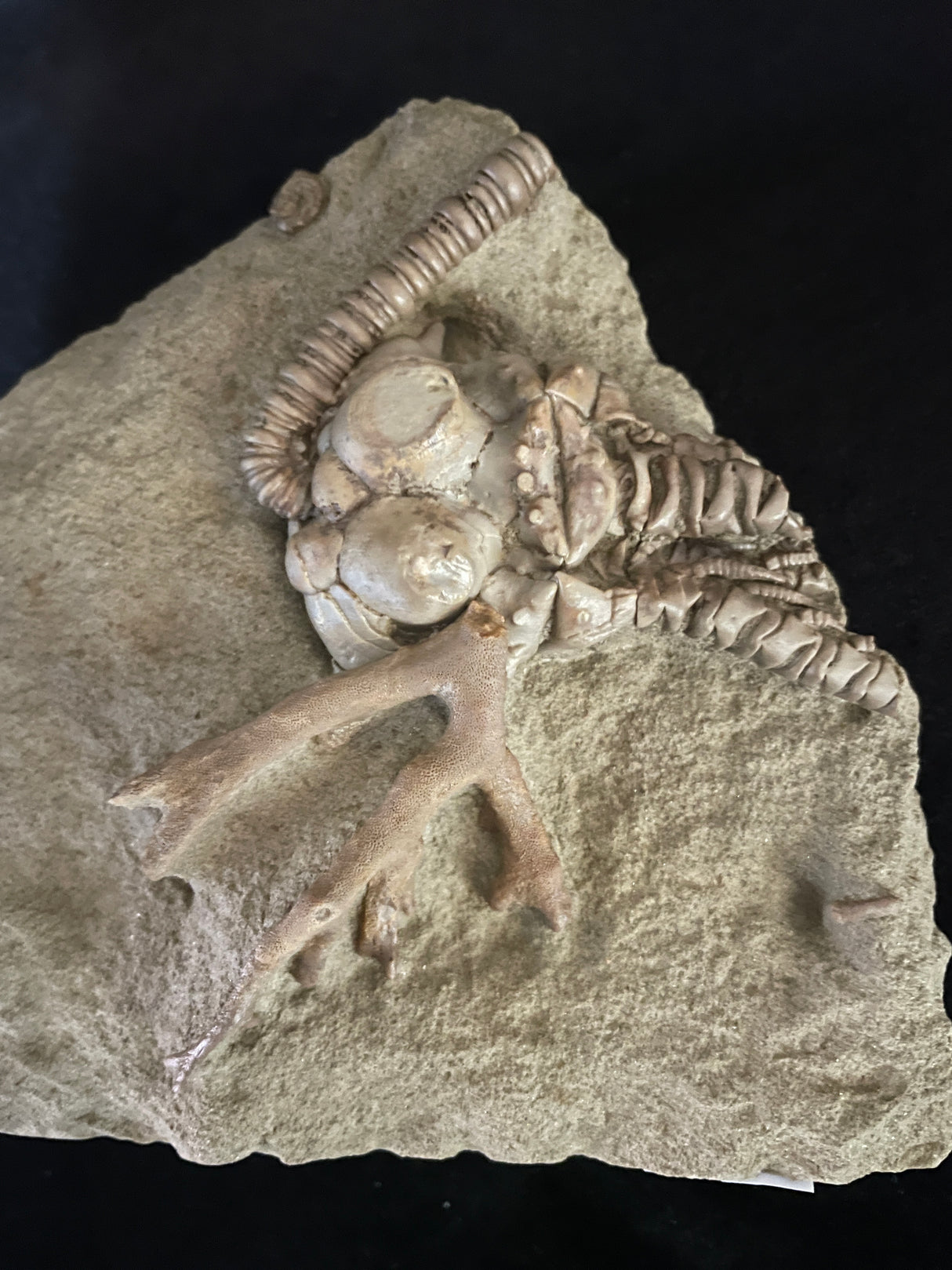 JIMBACRINUS BOSTOCKI CRINOID FOSSIL, Permian, Australia IJB001