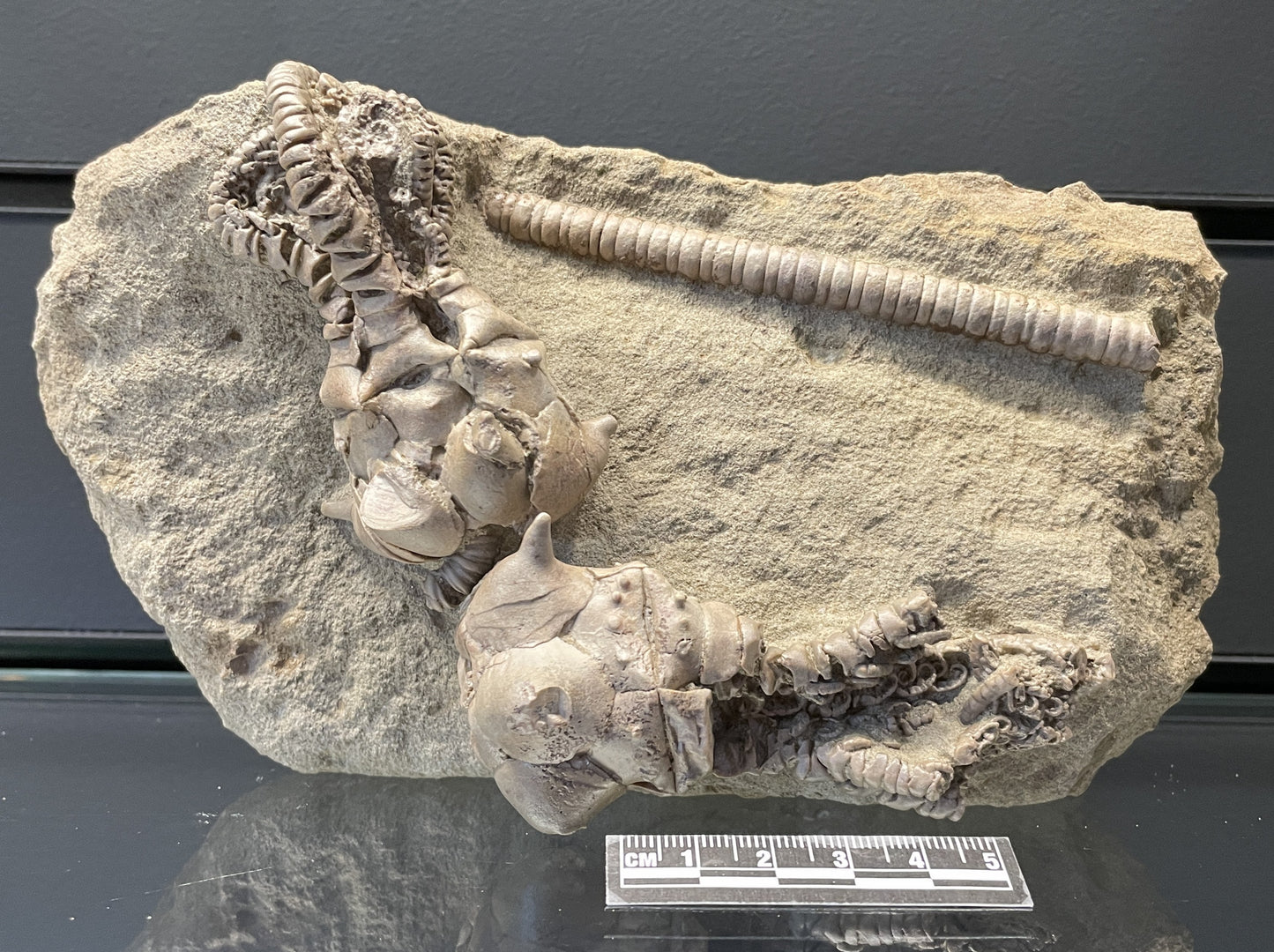JIMBACRINUS BOSTOCKI CRINOID FOSSIL, Permian, Australia IJB002